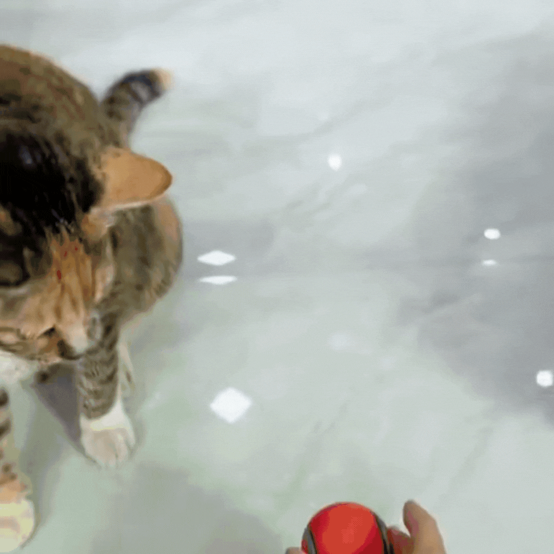 Whisker Whirl Ball 2.0