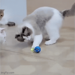 Whisker Whirl Ball 2.0